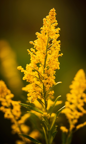 Mustard